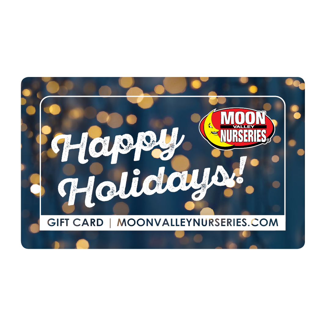 Gift Cards Holiday Lights Gift Cards