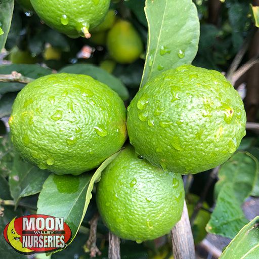 Citrus & Fruit Trees Mexican Lime
