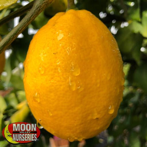 Citrus & Fruit Trees Meyer Lemon