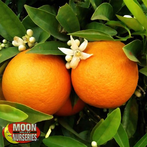 Citrus & Fruit Trees Navel Orange