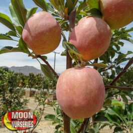Organic Fuji Apples, San Diego Grown Fuji Apples