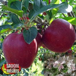 https://www.moonvalleynurseries.com/media/catalog/product/cache/a5e6b915bb3300e962e8fc2db19bc6d5/r/e/red-delicious-apples.jpg