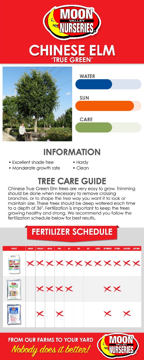 Chinese True Green Elm care guide