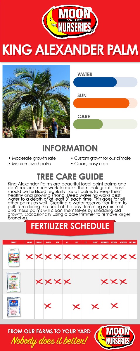 King Alexander Palm care guide