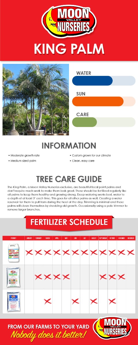 King Palm care guide