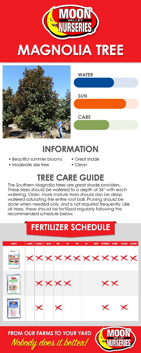 Magnolia Tree care guide