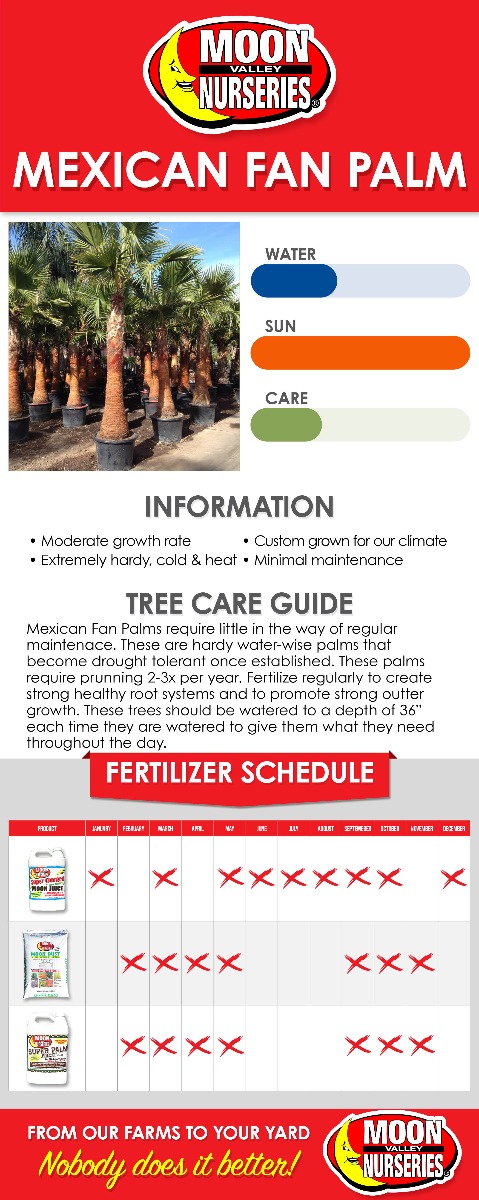 Mexican Fan Palm care guide