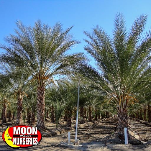 Date Palm Trees, Various Sizes