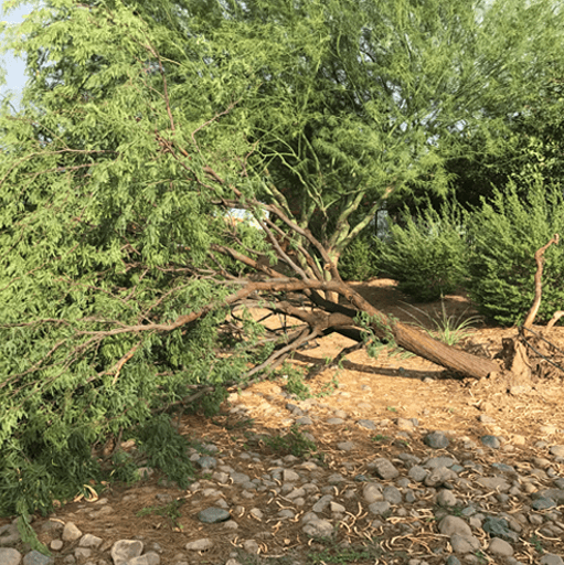 Monsoon Tree Fallen Over